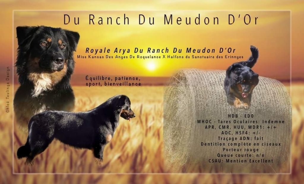 Royale arya Du Ranch Du Meudon D'Or